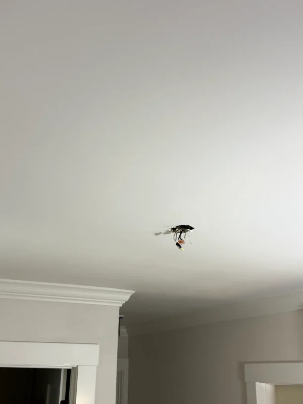 Drywall contractor applying a Level 5 skim coat for a smooth ceiling finish after popcorn texture removal in San Jose.